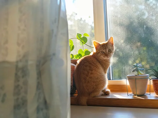 窗台橘猫上榜，宠物赛道今天的最大参赛作品封面